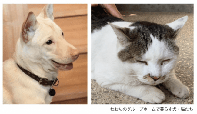 高利益ビジネスモデルと謳うペットと暮らす障がい者グループホーム わおん とは